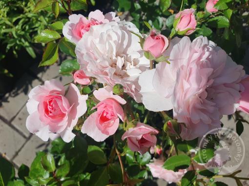 Růže floribunda Bonica 82